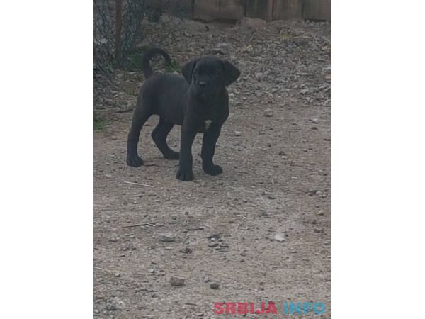 Kane korso &scaron;tenci