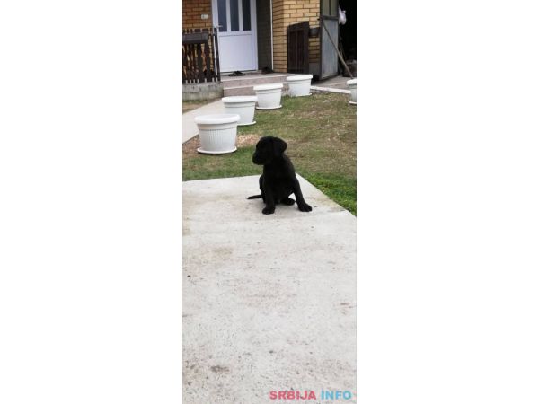 Kane korso &scaron;tenci