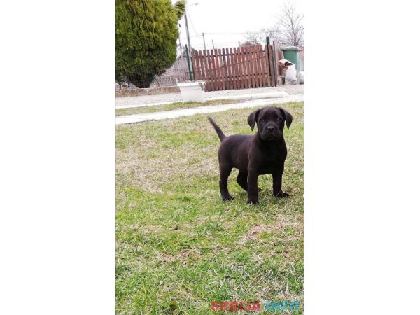 Kane korso &scaron;tenci