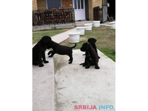 Kane korso &scaron;tenci