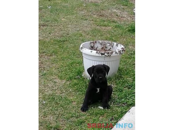 Kane korso &scaron;tenci