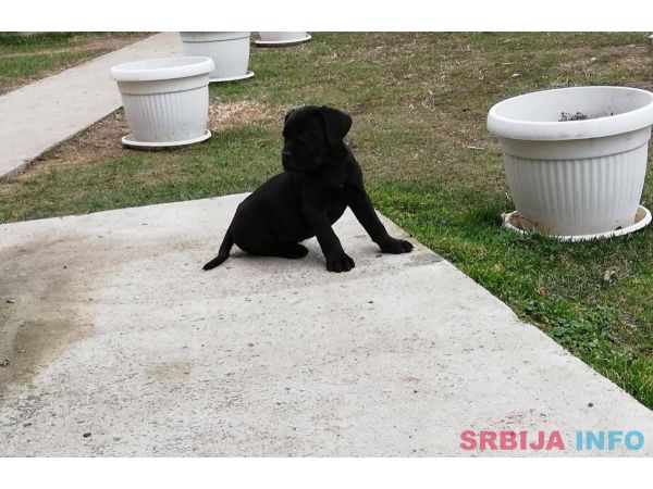 Kane korso &scaron;tenci