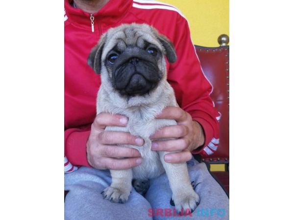 Mops &scaron;tenci 