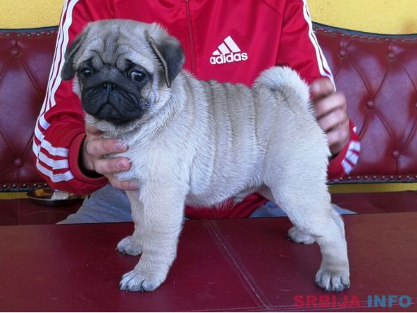 Mops &scaron;tenci 