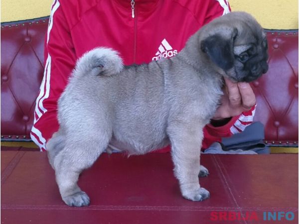 Mops &scaron;tenci 