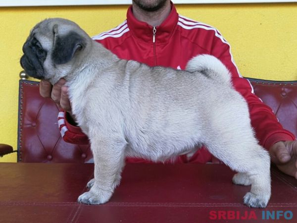 Mops &scaron;tenci 