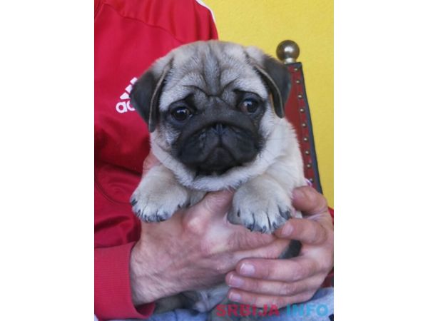 Mops &scaron;tenci 