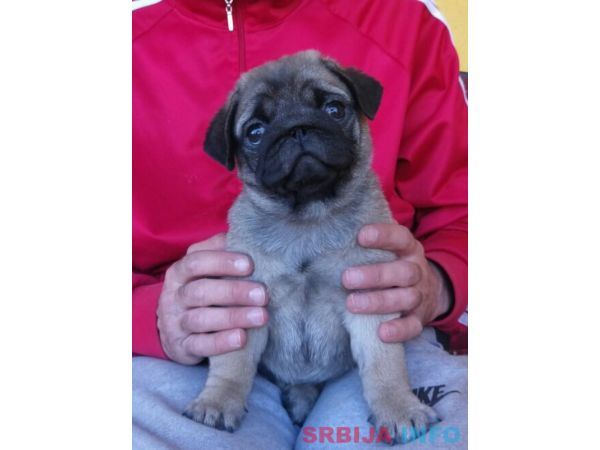 Mops &scaron;tenci 