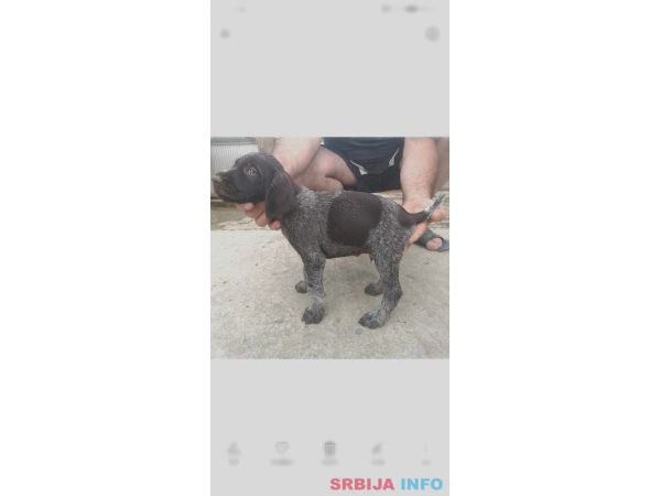 Nemački oštrodlaki ptičar štenci