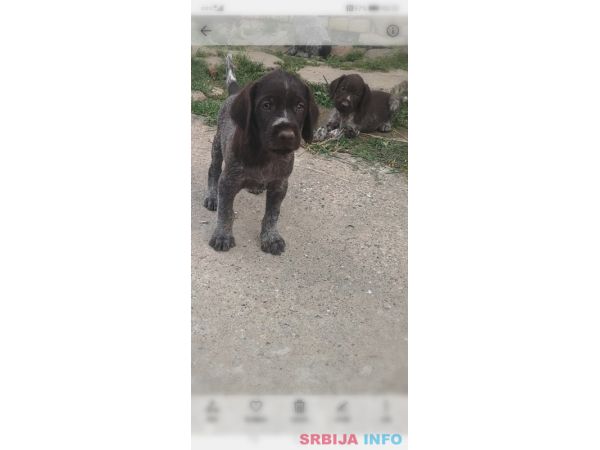 Nemački oštrodlaki ptičar štenci