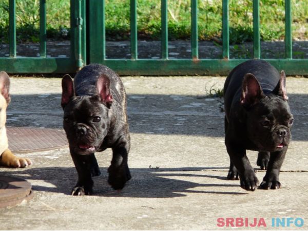 Francuski buldog &scaron;tenci