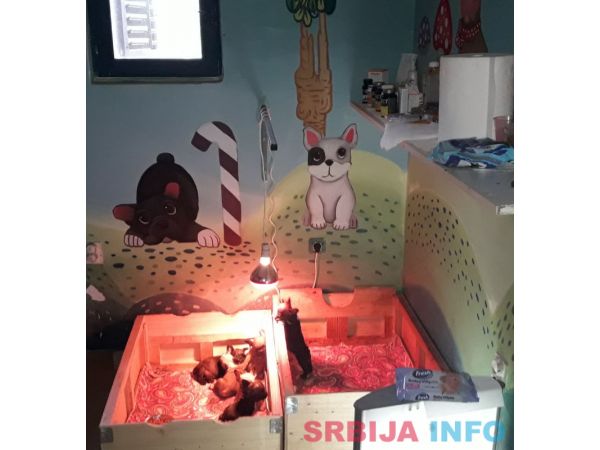 Francuski buldog &scaron;tenci