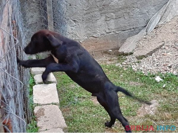 Kane korso &scaron;tenci na prodaju