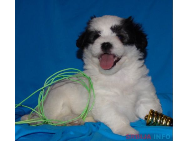 Na prodaju leglo MORKIJA