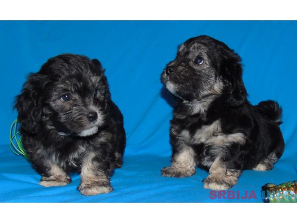 Na prodaju leglo MORKIJA