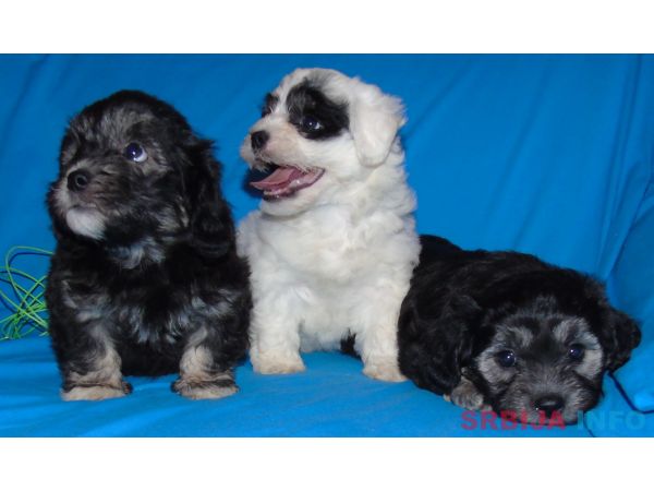 Na prodaju leglo MORKIJA