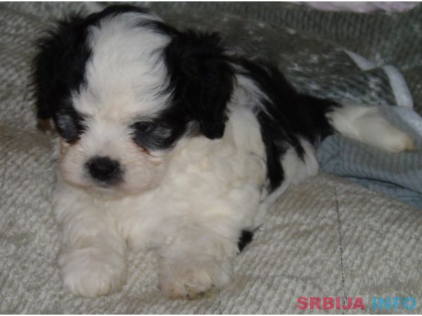 Na prodaju leglo MORKIJA