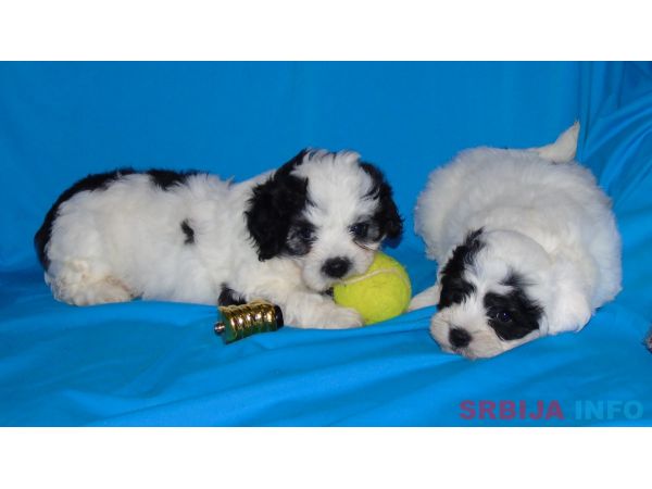 Na prodaju leglo MORKIJA