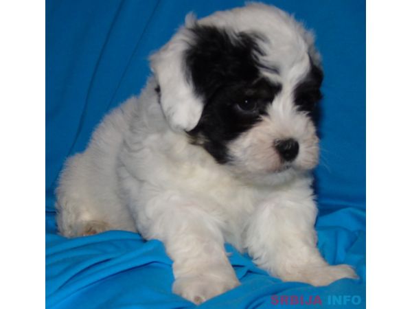 Na prodaju leglo MORKIJA