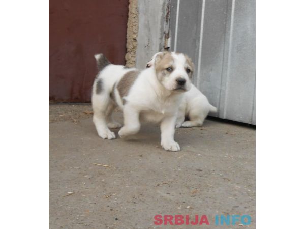 Srednjeazijski ovčar &scaron;tenci