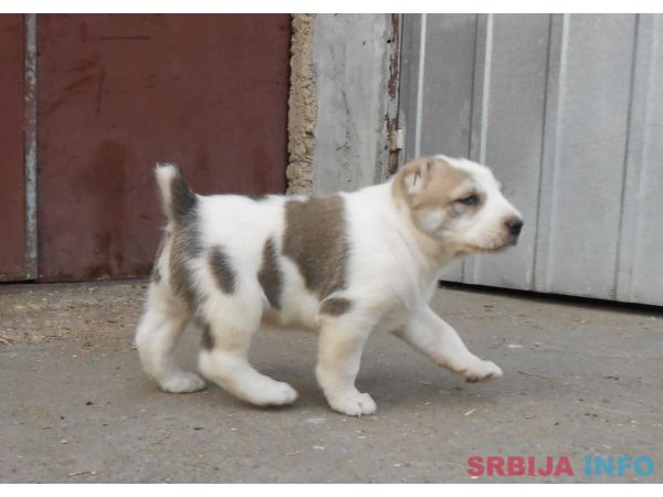 Srednjeazijski ovčar &scaron;tenci