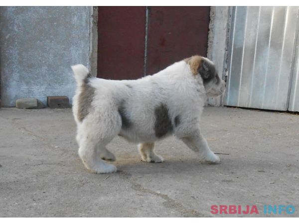 Srednjeazijski ovčar &scaron;tenci