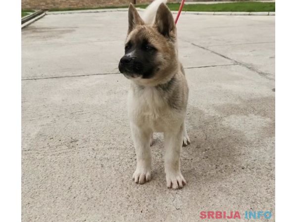 Američka akita &scaron;tenci