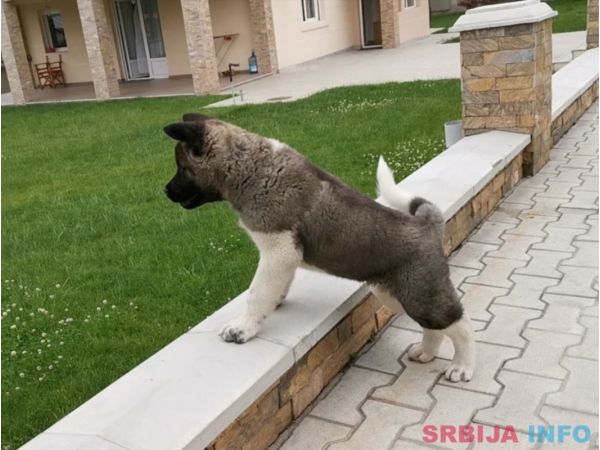 Američka akita &scaron;tenci