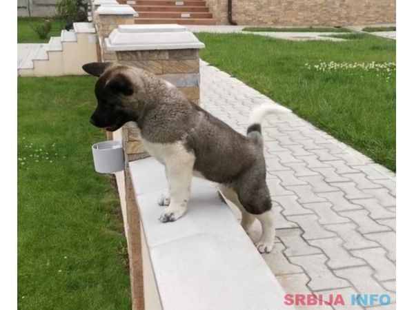 Američka akita &scaron;tenci