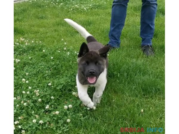 Američka akita &scaron;tenci