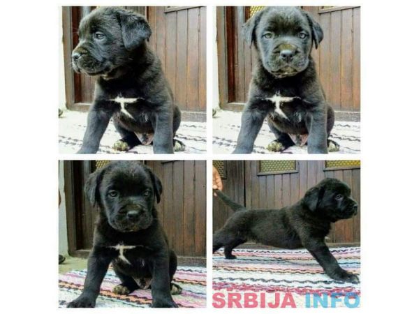 Kane korso &scaron;tenci