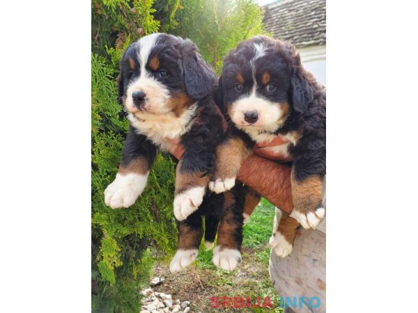 Bernski planinski pas štenci
