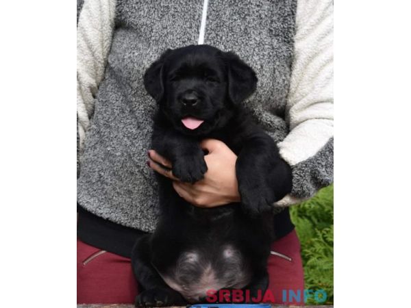 Labrador Retriver, čokoladni i crni štenci