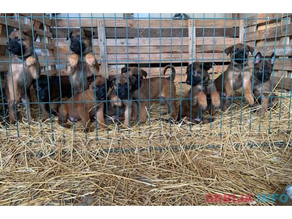 Belgijski Ovčar Malinoa štenci na prodaju