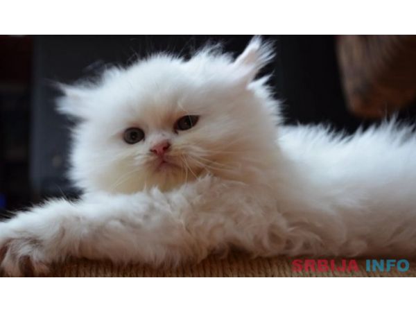 Prodajem persijske macice