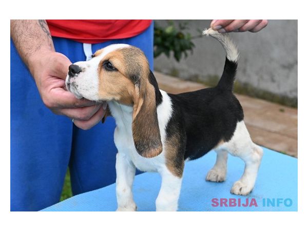 Bigl &scaron;tenci
