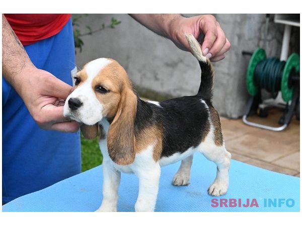 Bigl &scaron;tenci
