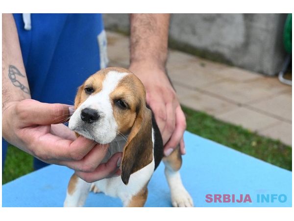 Bigl &scaron;tenci