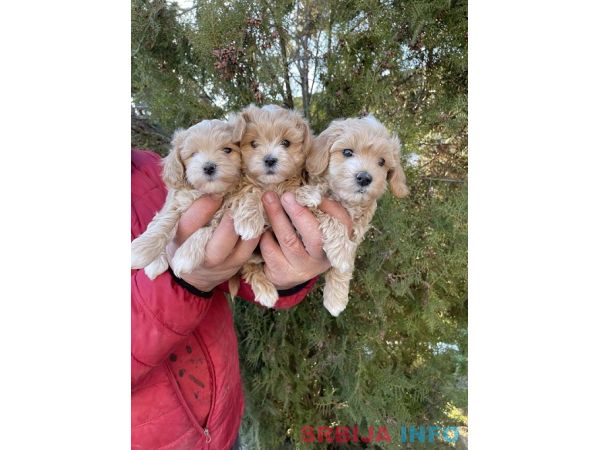 Mini maltipoo