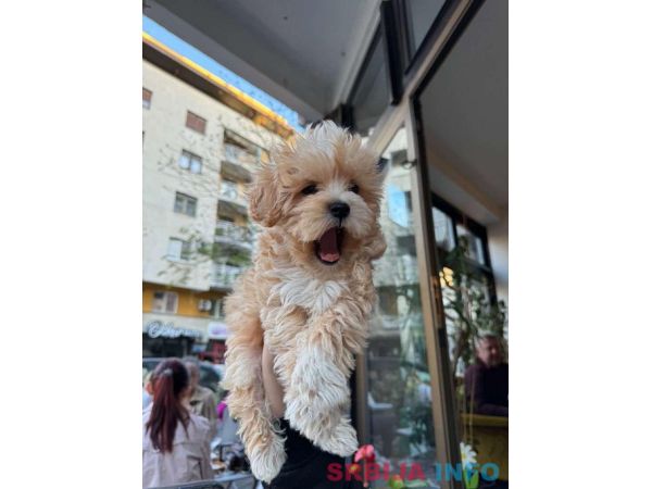 Mini maltipoo