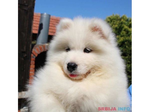 SAMOJEDI &scaron;tenci 