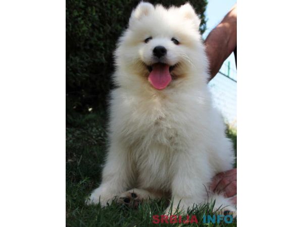 SAMOJEDI &scaron;tenci 