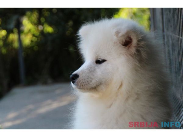 SAMOJEDI &scaron;tenci 