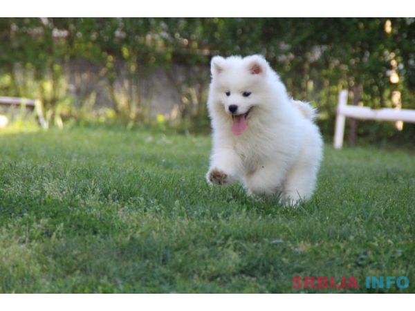 SAMOJEDI &scaron;tenci 