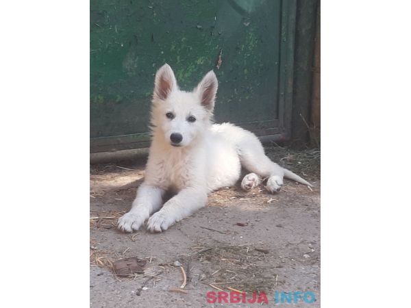 Beli Svajcarski Ovcar