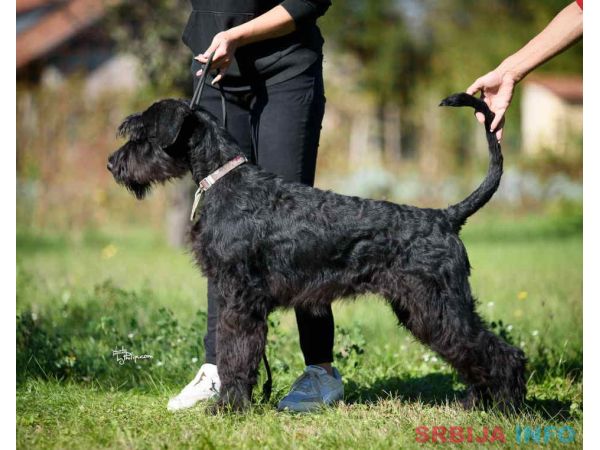 Veliki crni &Scaron;NAUCERI 