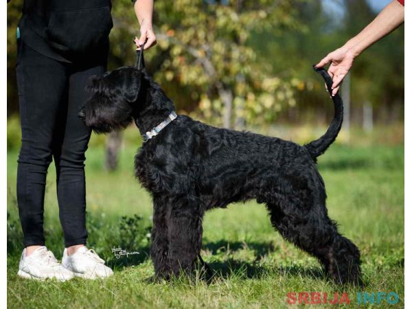 Veliki crni &Scaron;NAUCERI 