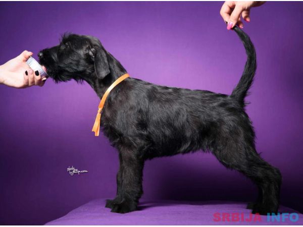 Veliki crni &Scaron;NAUCERI 