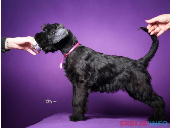 Veliki crni &Scaron;NAUCERI 