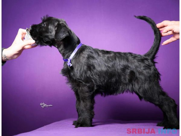 Veliki crni &Scaron;NAUCERI 